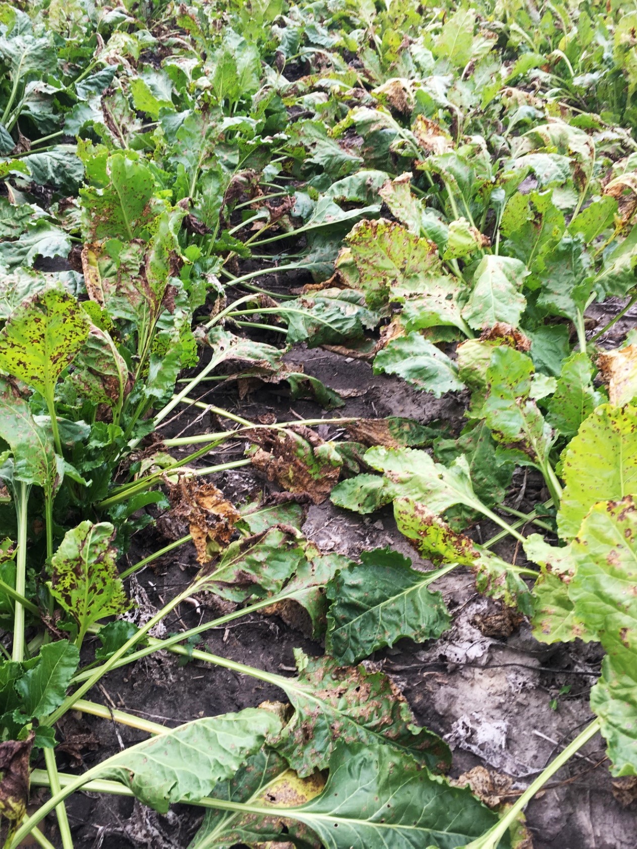 A field of dead sugar beet plants.